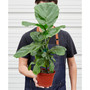 Ficus Lyrata Fiddle Leaf Fig Live Plant, 6" Pot