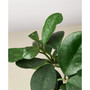 Hoya 'Obovata' Live Plant, 6" Pot