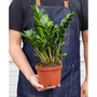 Zamioculcas Zamiifolia 'ZZ' Live Plant, 6" Pot