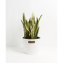 Variegated Laurentii Snake Plant Live Plant, 10" Coco Eco Pot