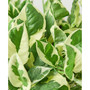 Pothos N'Joy Live Plant, 6" Pot
