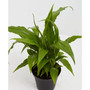 Peace Lily Live Plant, 4" Earl Gray Eco Pot