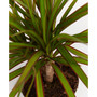 Marginata Dragon Tree Dracaena Live Plant, 4" Macadamia Eco Pot
