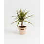 Marginata Dragon Tree Dracaena Live Plant, 4" Macadamia Eco Pot
