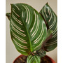 Calathea 'Ornata' Live Plant, 4" Pot
