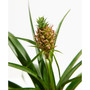 Pineapple Plant with Fruit Live Plant, 4 in Chai Pot