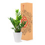 Zamioculcas Zamiifolia Live Plant