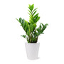 Zamioculcas Zamiifolia Live Plant