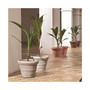 Brunello Rolled RimPlanter 16” Weathered Stone