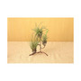 Standing Triple Air Planter, Metal 8in