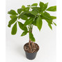 Money Tree Live Plant, 4" Coco Eco Pot