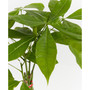 Money Tree Live Plant, 4" Coco Eco Pot
