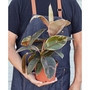 Ficus Ruby Pink 'Elastica' Live Plant, 6" Pot