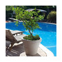 Brunello Planter Pot Classic 12 in Weathered Concrete