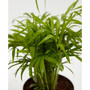 Neanthe Bella Parlor Palm Live Plant, 4" Earl Gray Eco Pot