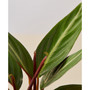 Stromanthe Sanguinea Live Plant, 4" Pot