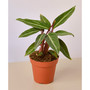 Stromanthe Sanguinea Live Plant, 4" Pot