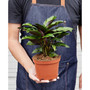 Calathea 'Beauty Star' Live Plant, 6" Pot