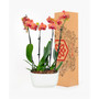 Barcelona Orchid Duo Live Plant