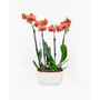 Barcelona Orchid Duo Live Plant
