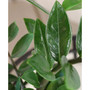 Star Crossed Live Plants