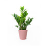 Star Crossed Live Plants