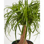 Ponytail Palm Live Plant, 6" Earl Gray Eco Pot