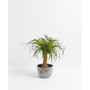 Ponytail Palm Live Plant, 6" Earl Gray Eco Pot