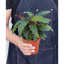Calathea Rufibarba 'Furry Feather' Live Plant, 4" Pot