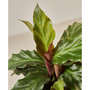 Calathea Rufibarba 'Furry Feather' Live Plant, 4" Pot