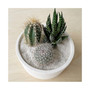 Friends Forever Cactus Trio Kit