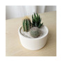 Friends Forever Cactus Trio Kit