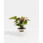 Flamingo Flower Live Plant, 4" Coco Eco Pot