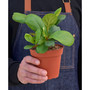 Fiddle Leaf Fig Ficus Lyrata Live Plant, 4" Pot