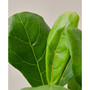 Fiddle Leaf Fig Ficus Lyrata Live Plant, 4" Pot
