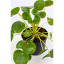 Pet Friendly Live Plant Collection, 6" Grower Pots