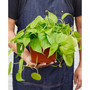 Philodendron 'Neon' Live Plant, 6" Pot