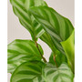 Calathea Concinna 'Freddie' Live Plant, 4" Pot