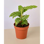 Calathea Concinna 'Freddie' Live Plant, 4" Pot