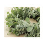 Fresh Baby Blue and Silver Dollar Eucalyptus Wreath, 20"
