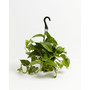 Tropical Live Plant Collection, 6" Grower Pots