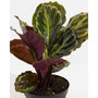 Tropical Live Plant Collection, 6" Grower Pots