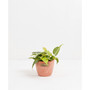 Sweetheart Vine Live Plant, 6" Chai Eco Pot