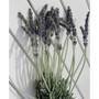 Fresh English Lavender Bundle