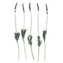 Fresh English Lavender Bundle