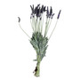 Fresh English Lavender Bundle