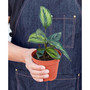 Calathea 'Beauty Star' Live Plant, 4" Pot