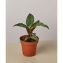 Calathea 'Beauty Star' Live Plant, 4" Pot