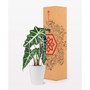 Alocasia Live Plant