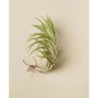 Tillandsia Araujei Live Air Plant